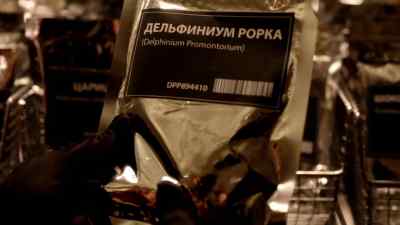 That is Kalinka! - Limitless