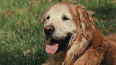 That interspecies connectedness
is, like, quite amazing. - Inside the Mind of a Dog