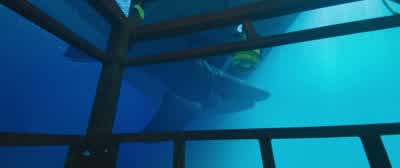 That is, like, the biggest shark! - 47 Meters Down