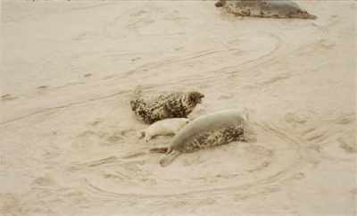 That is, they make
more than 50,000 puppies. - Geographies of Solitude