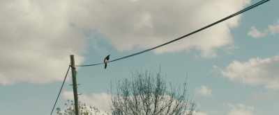 That was it. And then
there was like a magpie - Extra Ordinary
