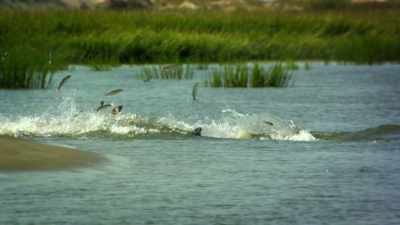 ...that launches them onto the shore - United States of Animals