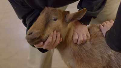 That mass on her neck
is a little bit large - Secrets of the Zoo