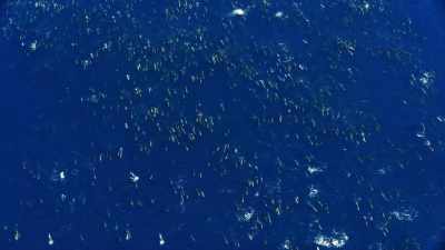 That maximises their chances
of finding something to eat. - Blue Planet II