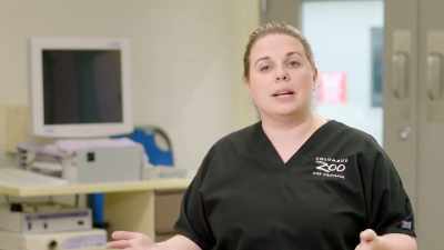 That maybe that pin that was put
in place to heal his fracture - Secrets of the Zoo