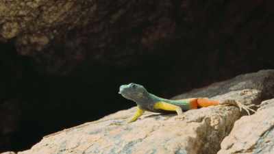 That means getting past the
powerful, highly coloured males. - Attenborough's Life in Colour