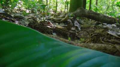 That meant developing
an entirely new camera system. - The Green Planet