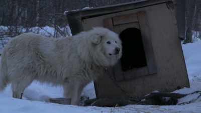 That might bring in
an occasional fox or a wolf. - Life Below Zero: Next Generation