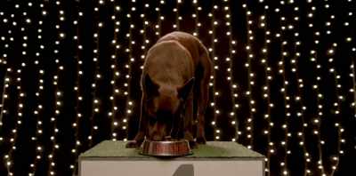 That was mind-blowing.
That was really good. - Koko: A Red Dog Story