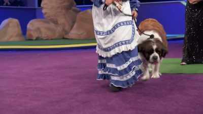 That is Nana Bear,
the St. Bernard, - 2022 American Rescue Dog Show