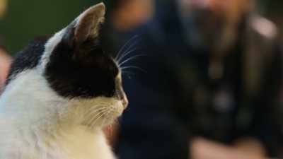 That she never compromises her freedom. - Kedi
