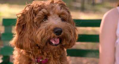 That nose, hand-carved by God, - Think Like a Dog