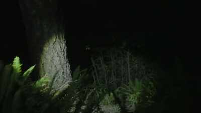 That one little
section leads to several
different small game trails. - Expedition Bigfoot