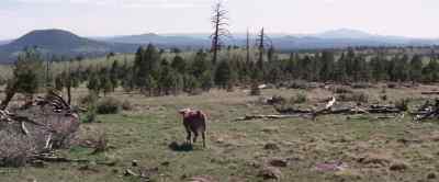 That one's wilder
than mountain scenery. - The Rounders
