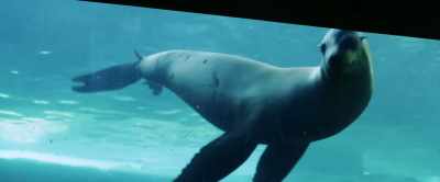 That place is the Shining Sea
Aquarium. - Aquarium of the Dead