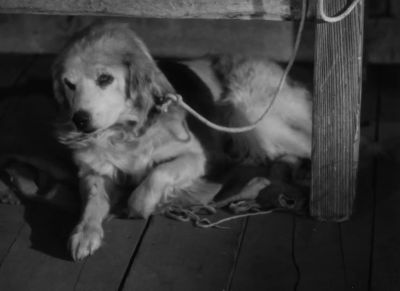 That poor dog ain't no good to himself - Of Mice and Men