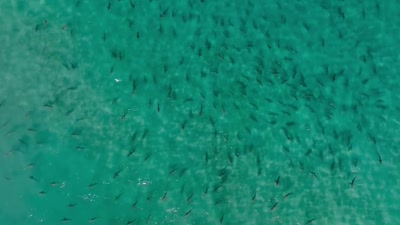 That is powerful data
to be able to share with the public, - A Year on Planet Earth