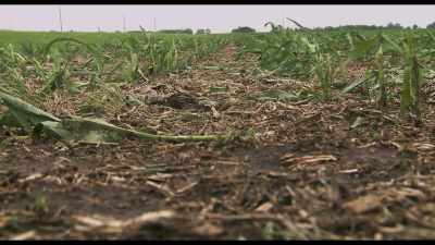 That was really tough to take
'cause we didn't have crop insurance. - Kiss the Ground