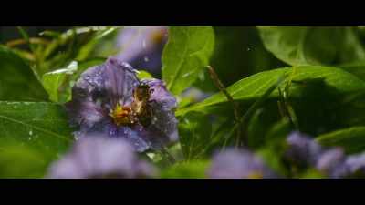 That resilience that exists
within the natural world - The Biggest Little Farm: The Return