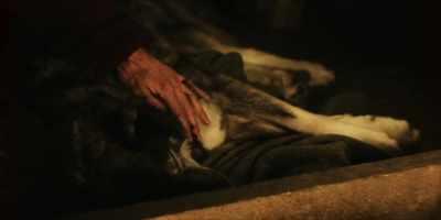 That, right there, is the best dog I've ever known... - Togo