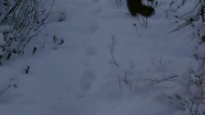 That'’s marten
tracks coming down. - Life Below Zero: Next Generation
