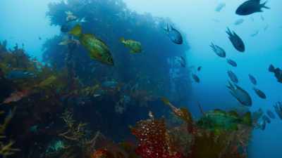 That for some is the time for mating. - Blue Planet II