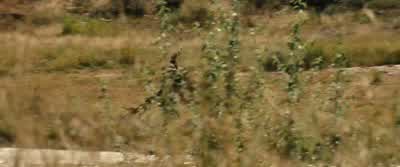 That sounded like a gunshot! - The Magnificent Seven
