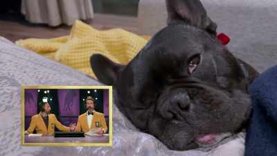 That -- That -- That sound - 2022 American Rescue Dog Show