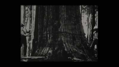 That was the beginning
of the rapacious loggers - Sasquatch