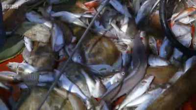 That is the best turbot
I've had in a long time. - Cornwall: This Fishing Life
