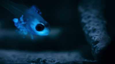 that the cardinalfish
spits it out unharmed. - Super/Natural
