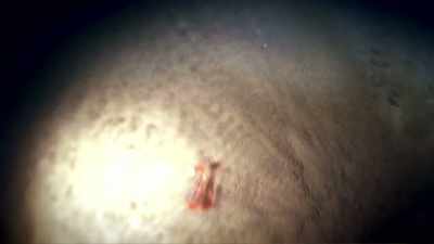 That was the first life
that had ever been even
theorized at that depth. - Tales From The Explorers Club