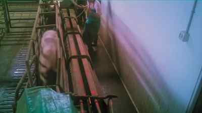 That was the first time I'd ever seen pigs - Pignorant