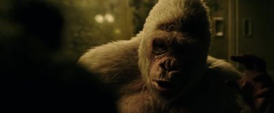 That the war was too much for him - War for the Planet of the Apes