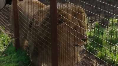 'That their pets DO benefit - Britain's Tiger Kings - On the Trail with Ross Kemp