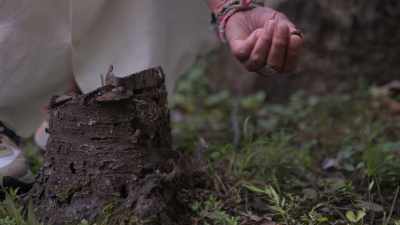 That tree symbolizes
their presence - Trees and Other Entanglements