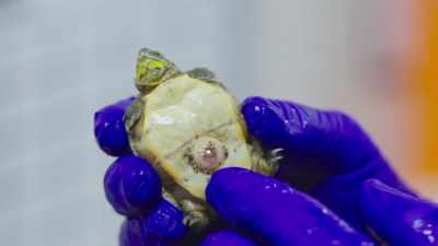 That umbilicus,
that's an open source - Secrets of the Zoo