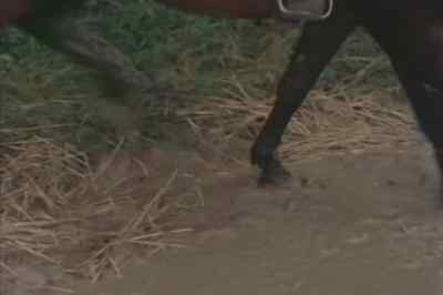That weapon was
the Welsh longbow, - Connections