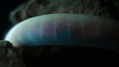 That weird, fleshy skin. - Welcome to Earth