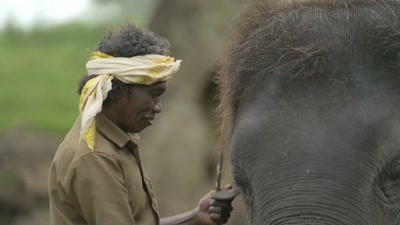 That is why I feel getting Raghu - The Elephant Whisperers