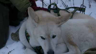 That will help.
There we go. - Life Below Zero: Next Generation