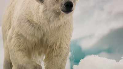 That will make it harder
for mother polar bears - Frozen Planet II