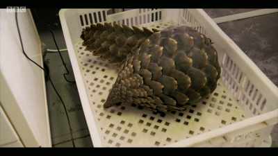 That's 175,000 pangolins - Extinction: The Facts