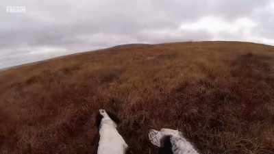 That's a good brood down there. - Chronicles of the Glens