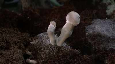 That's a human trait
to have so much physiology - Fantastic Fungi