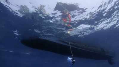 That's a massive difference
than what we've seen off Dominica. - Secrets of the Whales