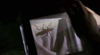 - That's a massive
tarantula hawk. - Kings of Pain