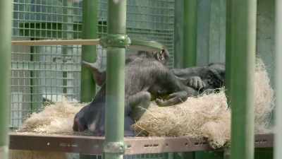 That's a scary word, - Secrets of the Zoo