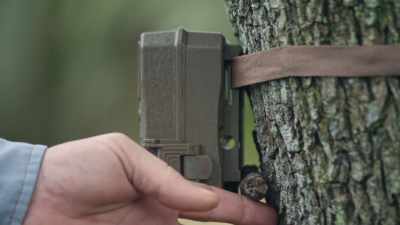 That's a stick there to keep it leveled
up because the tree leans a little bit. - Path of the Panther