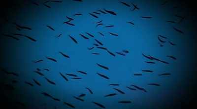 That's a tiny catfish that
is known for swimming up - Kings of Pain